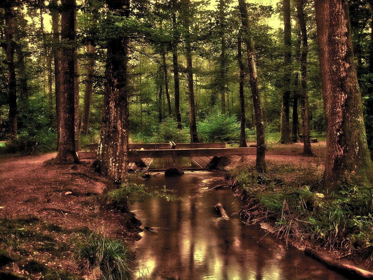 forest, romantic, mystical-110900.jpg